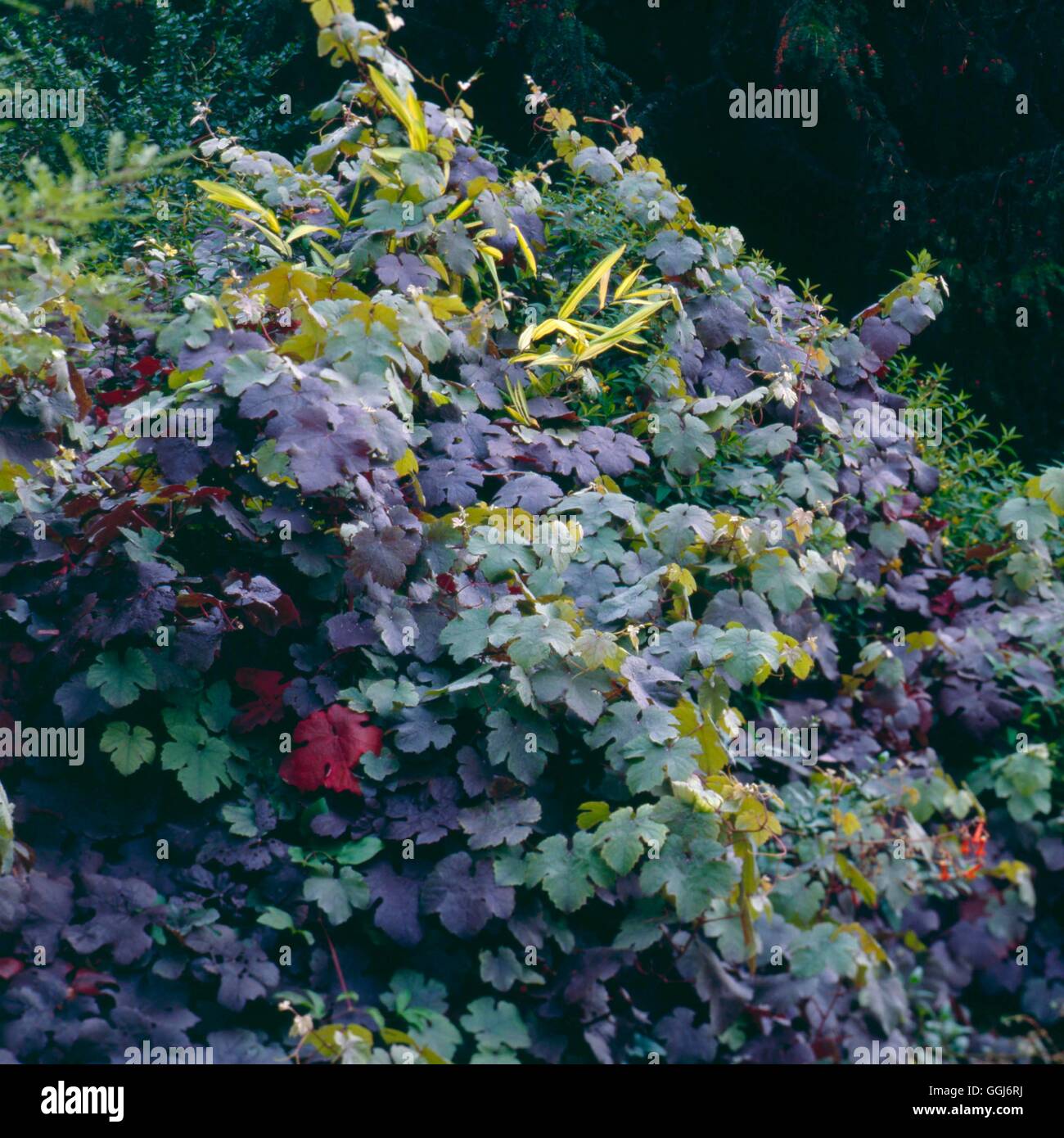 Vitis vinifera - `Purpurea' AGM   CLS018094 Stock Photo